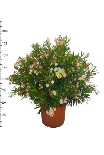 Nerium, Busch 60/190 cm Oleander, gemischte Farben PP-Nr.: IT-19-0867