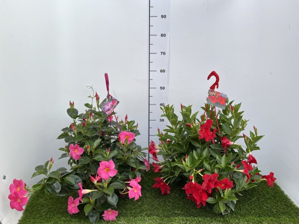 Dipladenia, Ampel 18/häng. cm Sundaville PP-Nr.: IT-19-0288