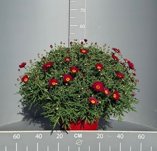 Margeriten, Busch 25/60 cm rot PP-Nr.: IT-07-0526