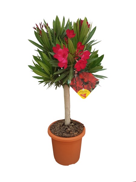 Nerium, Mini-Stamm 18/50 cm Oleander, gemischte Farben PP-Nr.: IT-19-0869