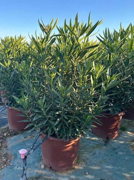 Nerium Oleander, Busch 40/150 cm Gemischte Farben PP-Nr.: ES -17-46/2054