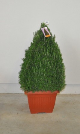 Rosmarin, Pyramide 45x45/140 cm officinalis Gewürze PP-Nr.: IT-07-0526
