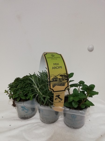 Kräuter mix, Busch 9 cm 3er Pack "AROMA RISERVA"® PP-Nr.: IT-07-0248