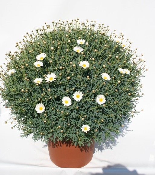 Margeriten, Busch 30/70 cm weiß PP-Nr.: IT-07-0526