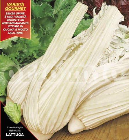 Distel, 4er Tasse cm "Romanischer Riese" (wilde Artischoke) PP-Nr.: IT-08-1868