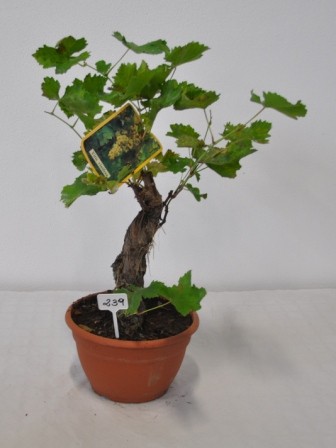 Vitis, Busch 26 cm Mix PP-Nr.: IT-19-0572