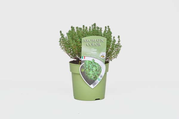 Thymian, Busch 15 cm faustini "AROMATIC COLOR" PP-Nr.: IT-07-0248