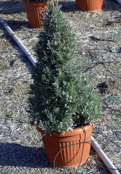 Lavendel, Pyramide 18/80 cm officinalis Gewürze PP-Nr.: IT-07-0526