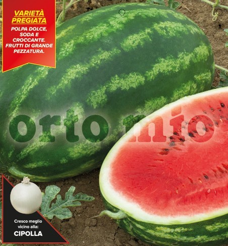 Wassermelone, 4er Tasse cm länglich, Sorte Daytona (F1) PP-Nr.: IT-08-1868