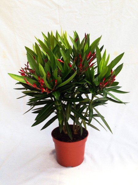Nerium Oleander, Busch 18/60 cm Gemischte Farben PP-Nr.: ES -17-46/2054