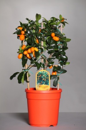 Citrus, Spalier 18/55 cm Fortunella Margarita - Kumquat PP-Nr.: IT-19-1627