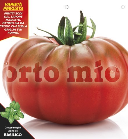 Tomaten Fleischtomate für Salat, Sorte Marmito (F1), 10/20 cm PP-Nr.: IT-08-1868