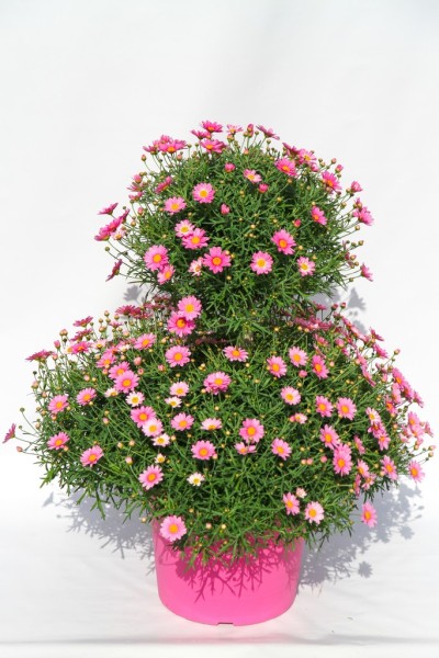 Margeriten, Doppelkrone 35/100 cm rosa rosa Topf PP-Nr.: IT-07-0526