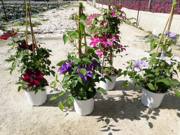 Clematis, Pyramide 17 cm PP-Nr.: IT-07-0526