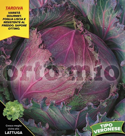 Wirsing, 6er Tasse cm Roter Wirsing, Sorte Deandon (F1) PP-Nr.: IT-08-1868