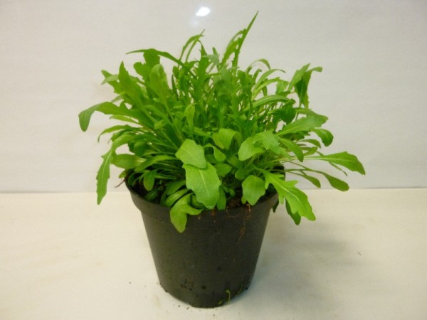 Rucola, Busch 14/30 cm Eruca sativa Gewürze PP-Nr.: IT-07-0526