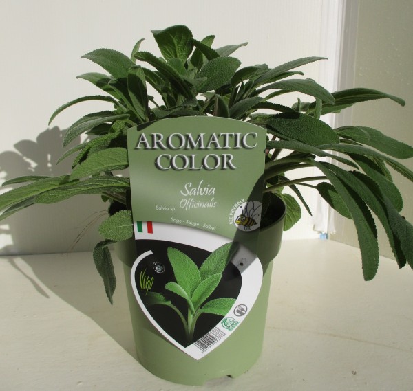 Salbei, Busch 15 cm "AROMATIC COLOR" PP-Nr.: IT-07-0248