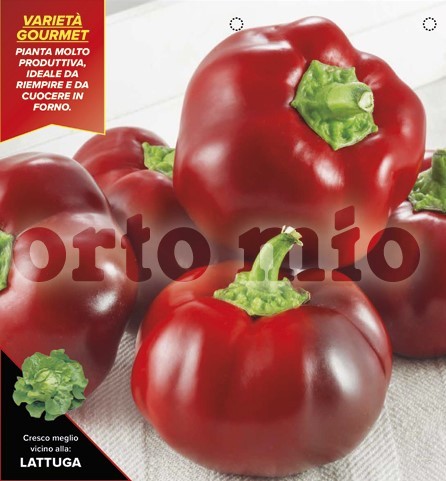 Paprika roter Tomatenpaprika, Sorte Indus (F1), 6er Tasse PP-Nr.: IT-08-1868