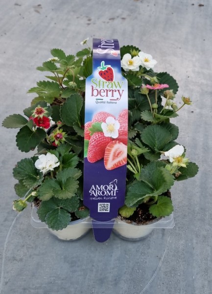 "Aromi e Amore", Busch 10/15 cm Erdbeeren 6er Pack Gewürze PP-Nr.: IT-07-0526