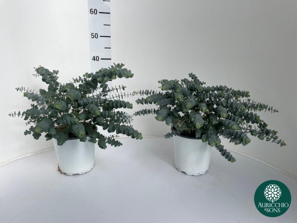 Eucalypthus , Busch 17/50 cm Baby Blue' PP-Nr.: IT-16-0165