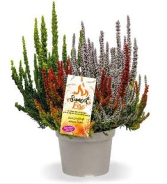 Calluna GG, 17/25 cm Sunset Fire PP-Nr.: DE-NI-115639