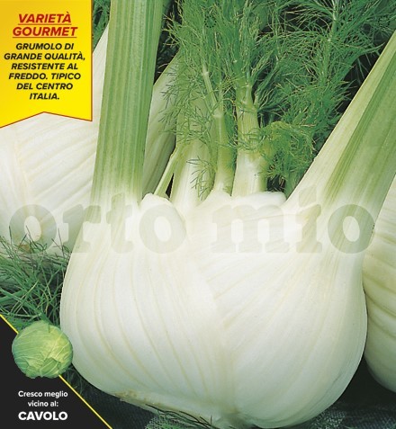 Fenchel, 9er Tasse cm Später Winterfenchel, Sorte Tiziano (F1) PP-Nr.: IT-08-1868