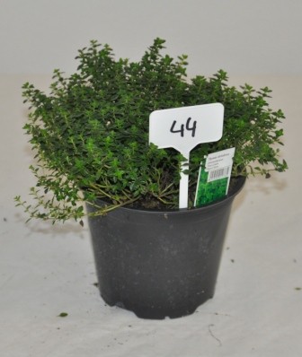 Thymian, Busch 14/20 cm citriodorus "Aureus" Gewürze PP-Nr.: IT-07-0526