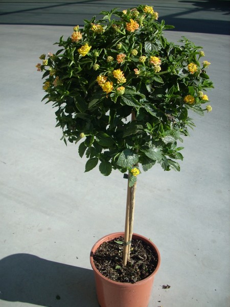 Lantana, Stamm 18/80 cm camara - Wandelröschen PP-Nr.: IT-07-0526