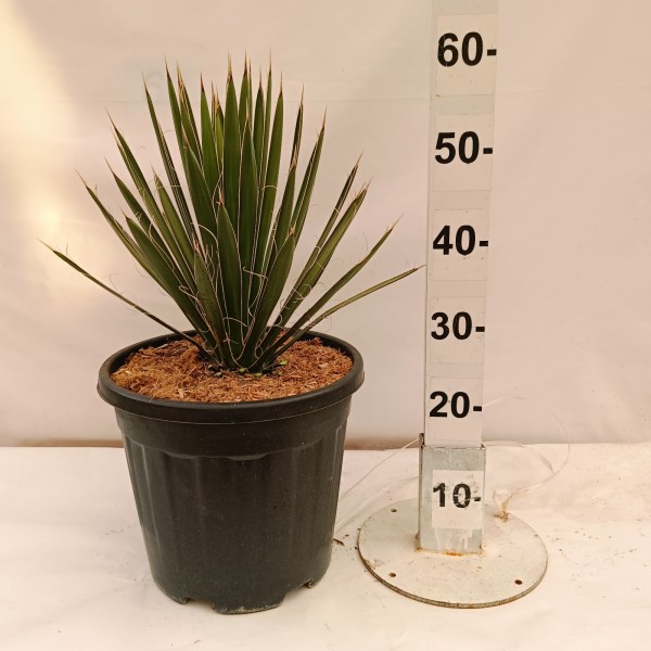 Yucca Filifera, Busch 15 LT/80 cm PP-Nr.: ES-17-46/1610