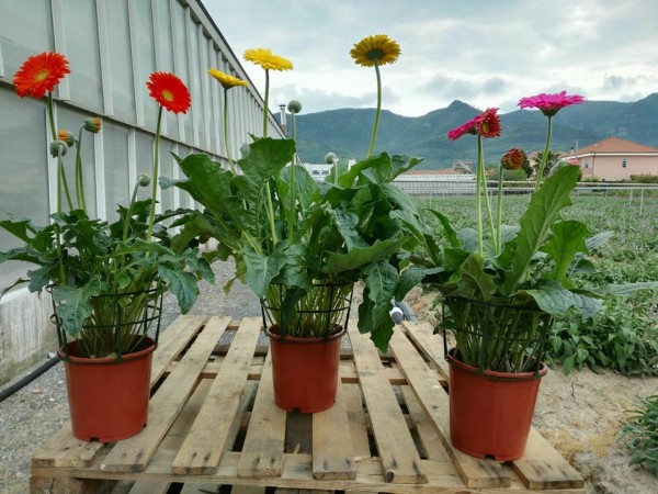 Gerbera, Busch 18/70 cm PP-Nr.: IT-07-0526
