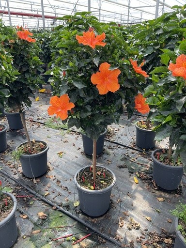 Hibiscus , Stamm 33/150 cm rosa sinensis PP-Nr.: IT-16BT0373
