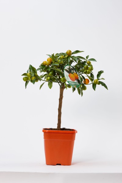 Citrus, Stamm 19x19/75 cm Fortunella Margarita - Kumquat PP-Nr.: IT-19-1627