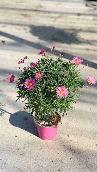 Margeriten, Stamm 14/60 cm rosa PP-Nr.: IT-07-0526