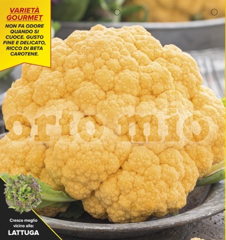 Blumenkohl, 6er Tasse cm Orangen-Blumenkohl, Sorte Clementine (F1) PP-Nr.: IT-08-1868