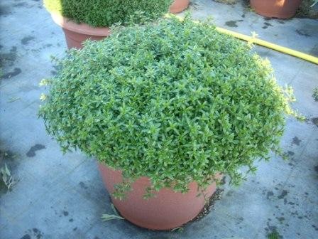 Bohnenkraut, Busch 18/40 cm Satureja Gewürze PP-Nr.: IT-07-0526