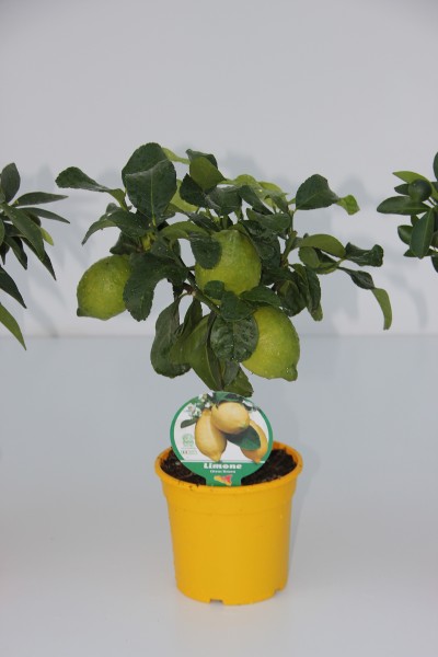 Citrus, Mini-Stamm 15/40 cm Limon - Zitrone PP-Nr.: IT-19-1627