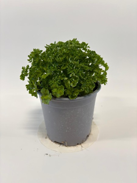 Petersilie, Busch 14/20 cm kraus Gewürze PP-Nr.: IT-07-0526