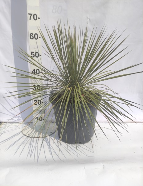 Yucca Elata, Busch 7 LT/70 cm PP-Nr.: ES-17-46/1610