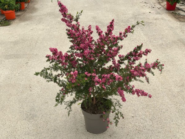 Leptospermum, 35/75 cm sunshine PP-Nr.: IT-16-0165