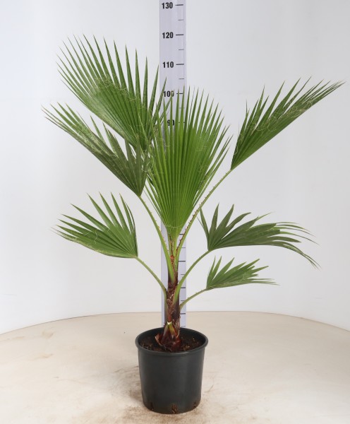 Washingtonia, Busch 22/105 cm PP-Nr.: IT-19-0066
