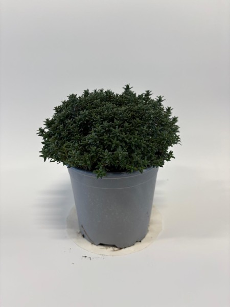 Thymian, Busch 14/20 cm vulgaris Gewürze PP-Nr.: IT-07-0526