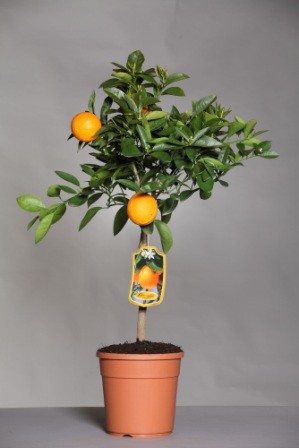 Citrus, Stamm 24/120 cm Sinensis - Orange PP-Nr.: IT-19-1880