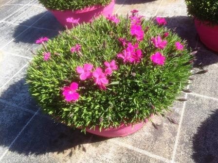 Dianthus, Busch 25/60 cm caryophyllus "Super Trooper" neuer Name PP-Nr.: IT-07-0526