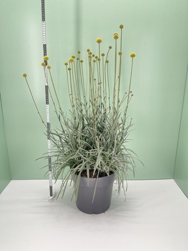 Craspedia globosa , Busch 27/80 cm 'Golf Beauty' PP-Nr.: IT-16BT0373