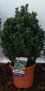 Euonymus japonica - grün, Busch, 24/55 cm
