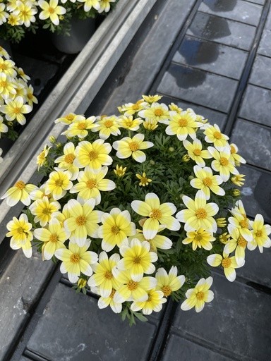 Bidens , Busch 14/25 cm Spicy Eletric White PP-Nr.: IT-16BT0373