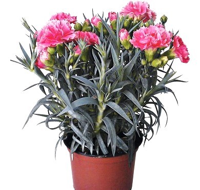 Dianthus, Busch 17/40 cm caryophyllus "Oscar" PP-Nr.: IT-07-0526