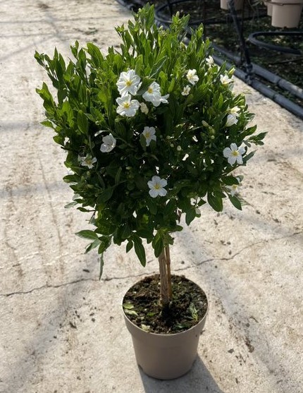 Solanum, Stamm 17/70 cm rantonnetii - weiß PP-Nr.: IT-16BT0373