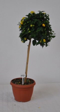 Lantana, Stamm 30/80 cm camara - Wandelröschen PP-Nr.: IT-07-0526