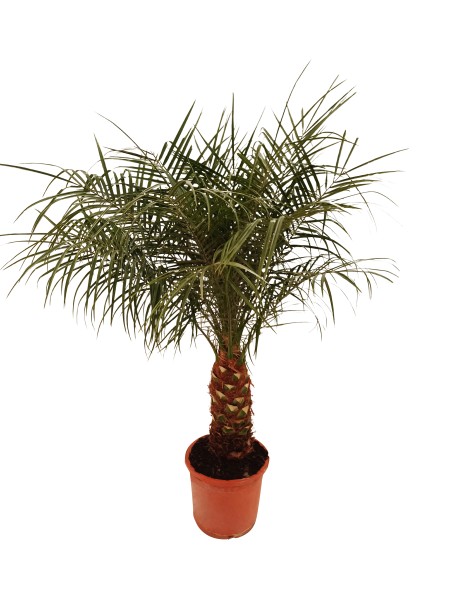 Phönix Rubelini, Stamm 25/80 cm PP-Nr.: ES 14 30 3185